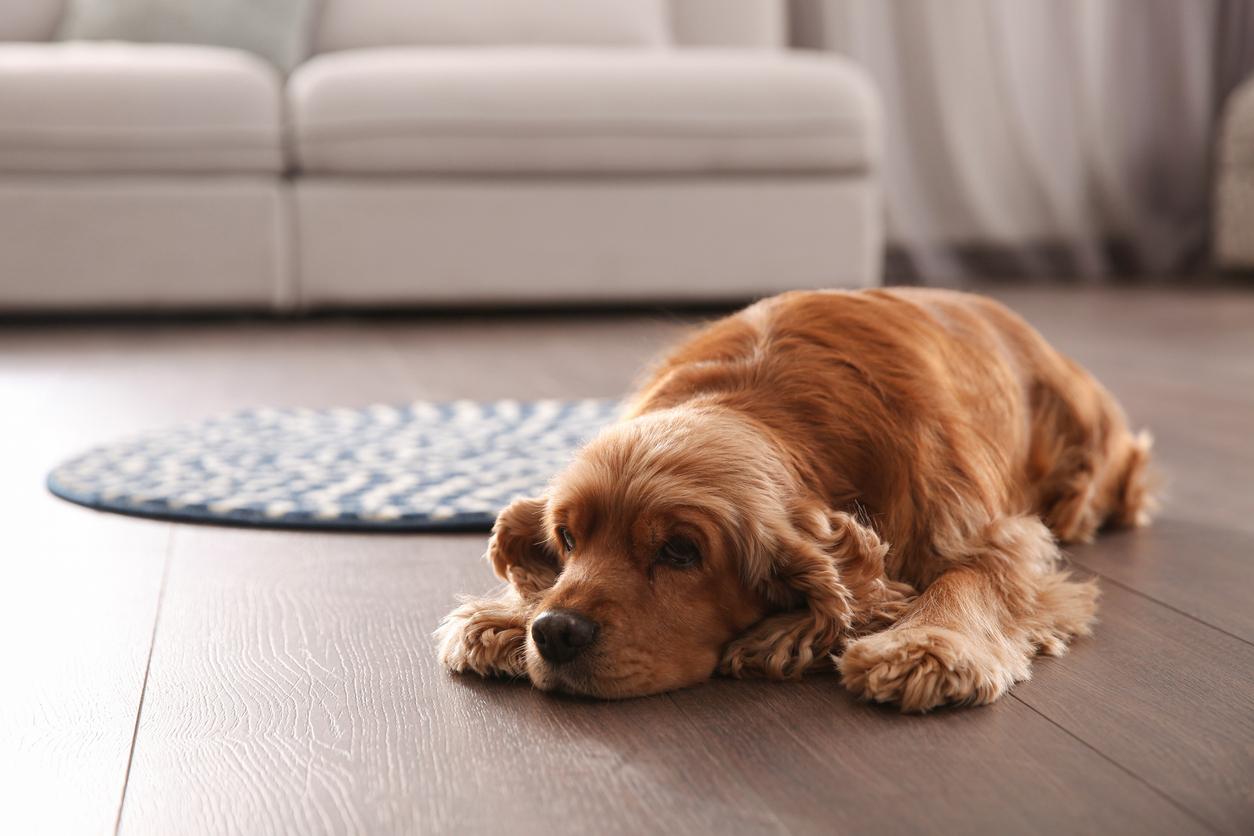 Dog lying on scratch-resistant luxury vinyl plank flooring in a cozy living room.