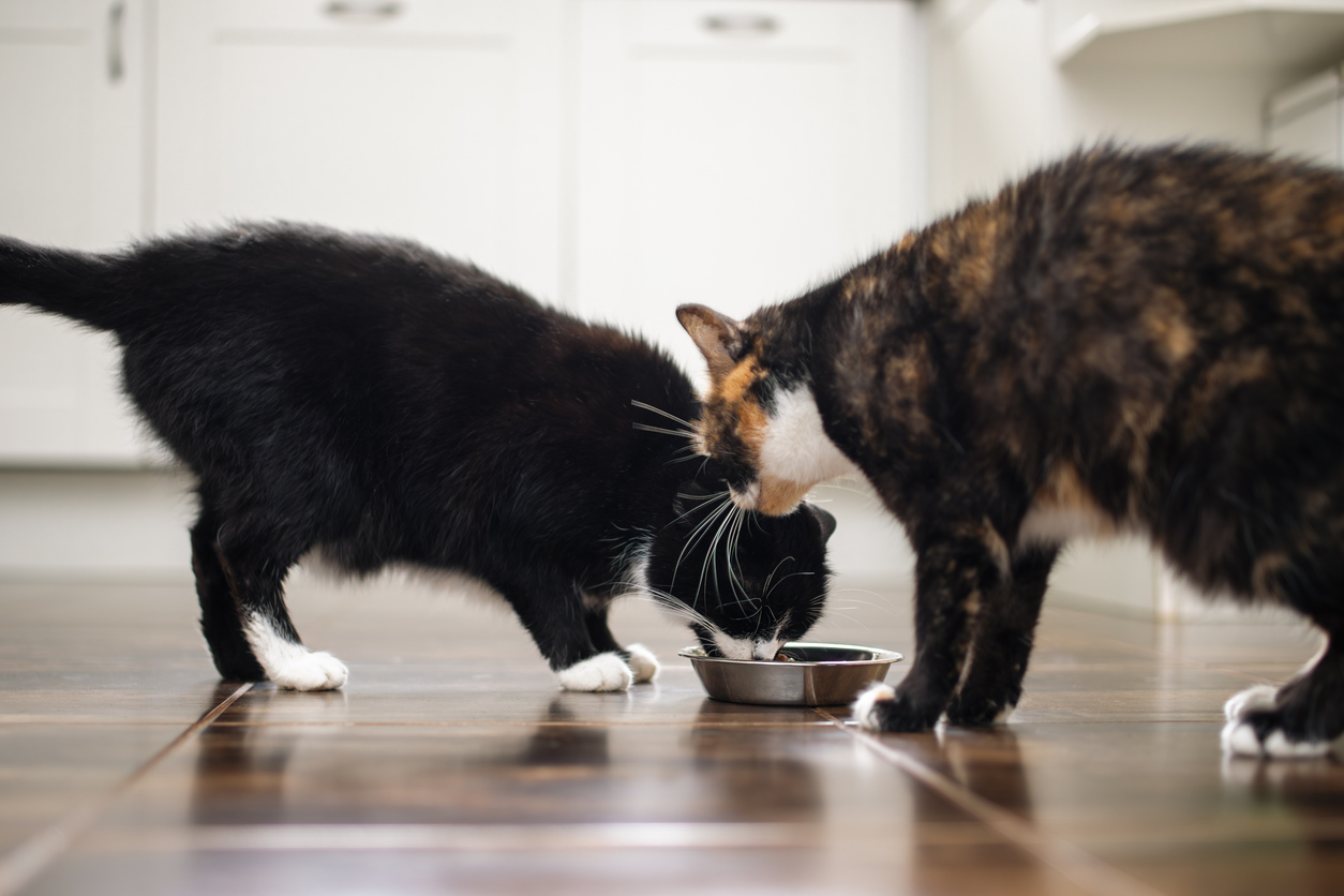 Pet-Friendly Flooring: Why LVT is a Great Choice for Pet Owners 2