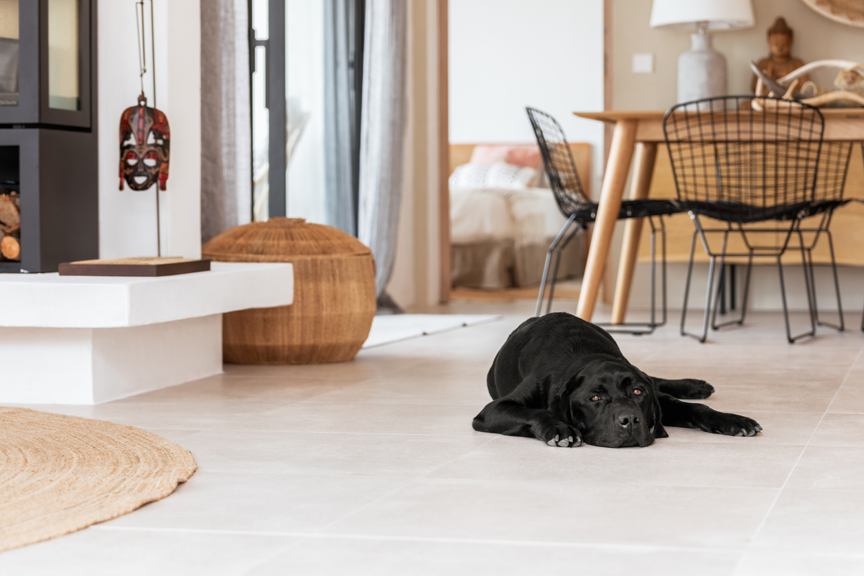 Pet-Friendly Flooring: Why LVT is a Great Choice for Pet Owners 3