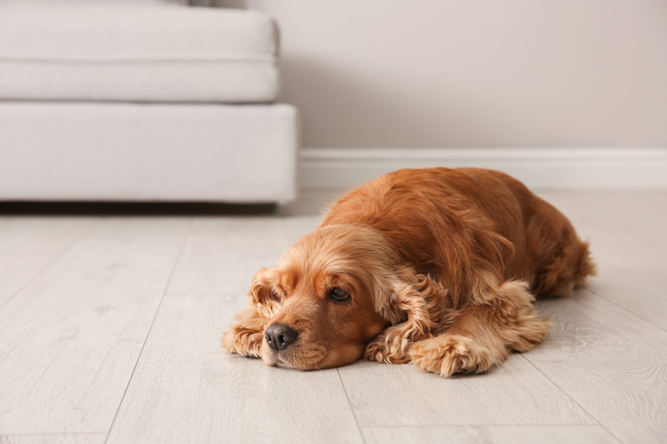 Ready for an Easy Reno? Upgrade to Luxury Vinyl Plank Flooring!