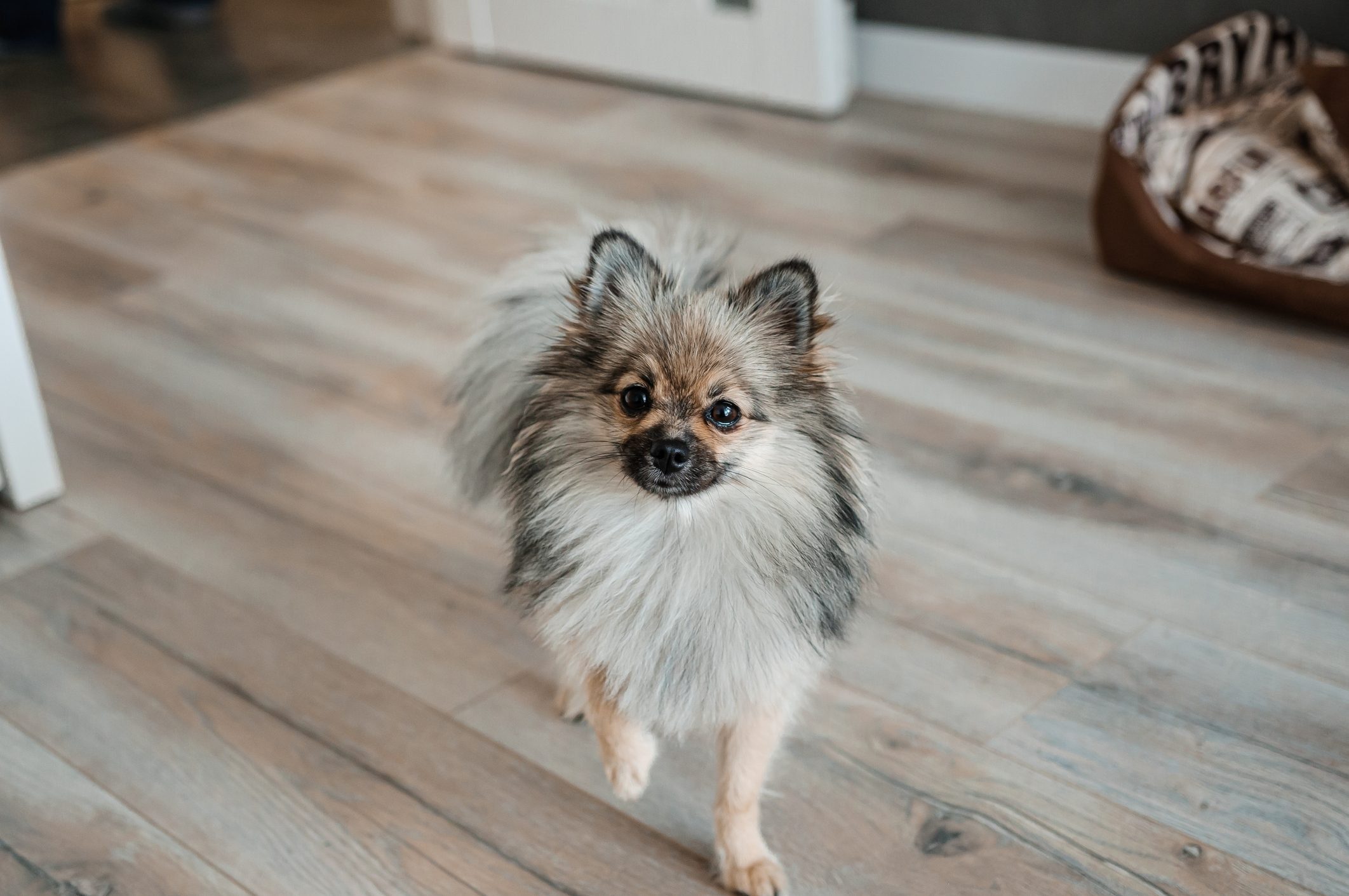 Why Pet Owners Love Luxury Vinyl Plank Flooring 